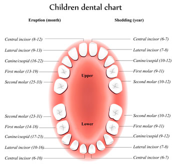 Tooth Eruption Chart